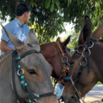 ABERTURA OFICIAL DA CAVALGADA – EXPO ARAGUARI 2026
