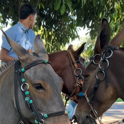 ABERTURA OFICIAL DA CAVALGADA – EXPO ARAGUARI 2026